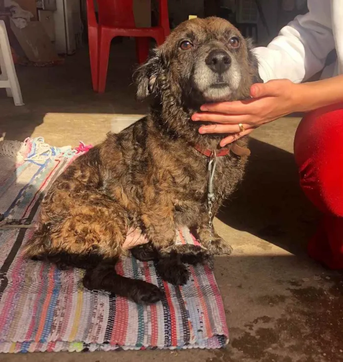 Cachorro ra a S.r.d idade 1 ano nome Sem nome