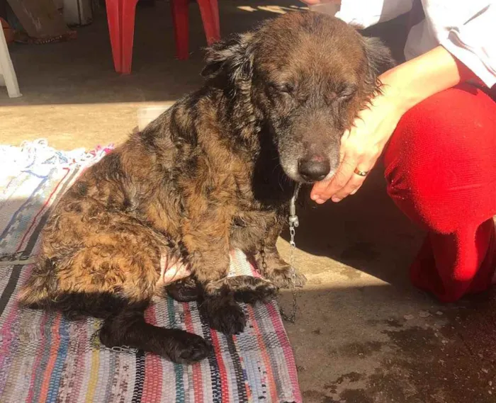 Cachorro ra a S.r.d idade 1 ano nome Sem nome
