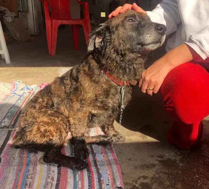 Cachorro ra a S.r.d idade 1 ano nome Sem nome