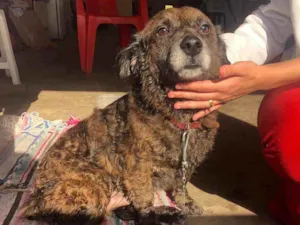 Cachorro raça S.r.d idade 1 ano nome Sem nome