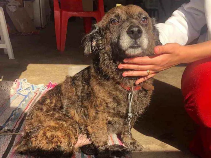 Cachorro ra a S.r.d idade 1 ano nome Sem nome