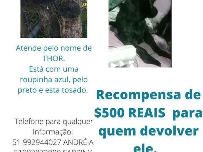 Cachorro ra a Shitzu com linguiça idade 2 anos nome Thor