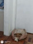 Lili