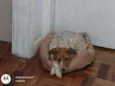 Lili