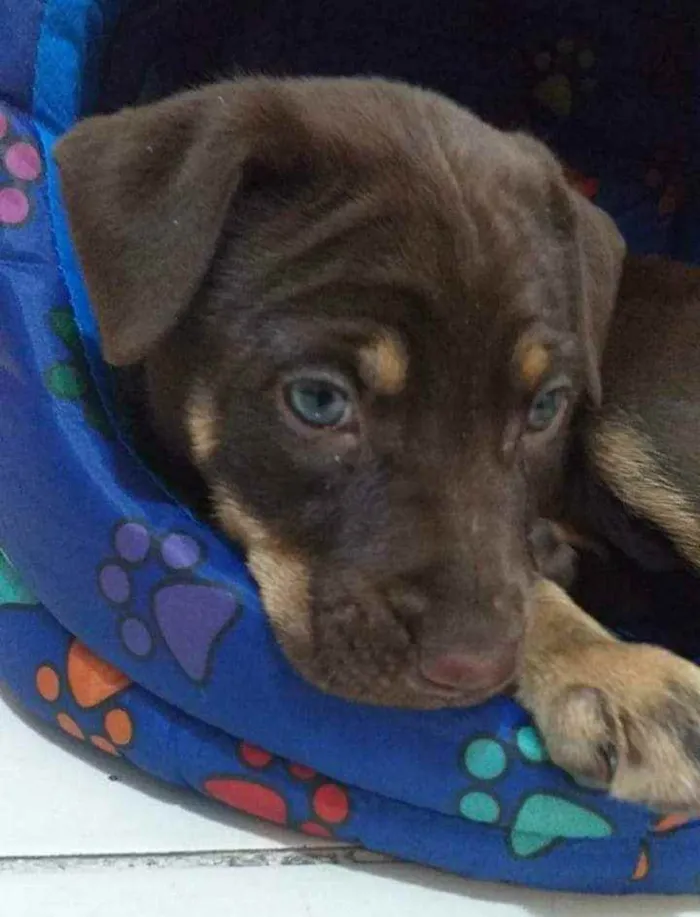 Cachorro ra a SRD idade 2 a 6 meses nome Nutella 