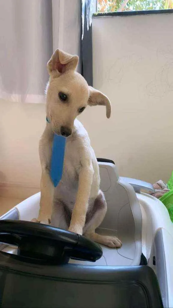 Cachorro ra a SRD idade 2 a 6 meses nome Show 