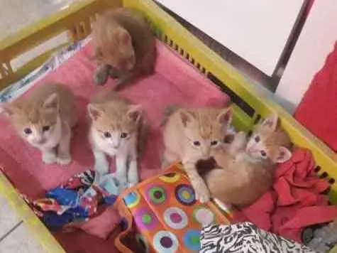 Gato ra a  idade 2 a 6 meses nome N tem