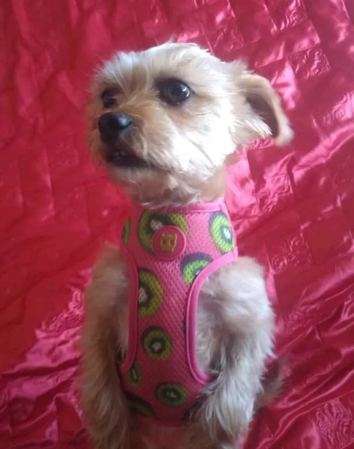 Cachorro ra a Mestiça  idade 2 anos nome Minnie 