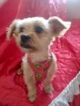 Minnie 