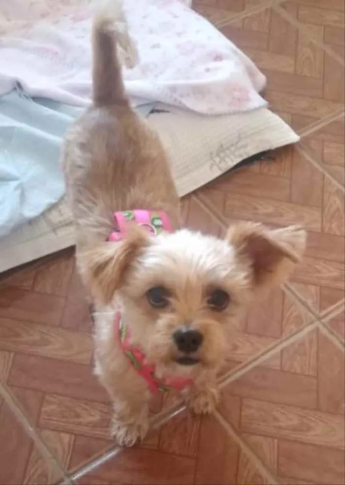 Cachorro ra a Mestiça  idade 2 anos nome Minnie 