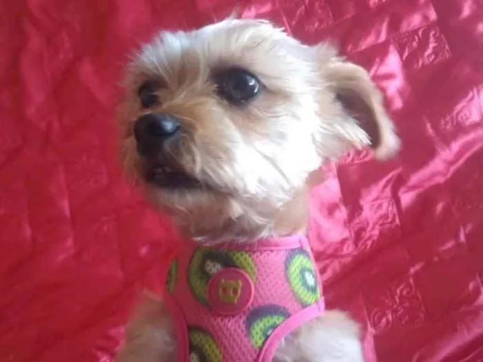 Cachorro ra a Mestiça  idade 2 anos nome Minnie 