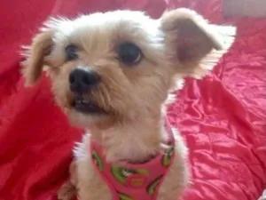 Cachorro raça Mestiça  idade 2 anos nome Minnie 