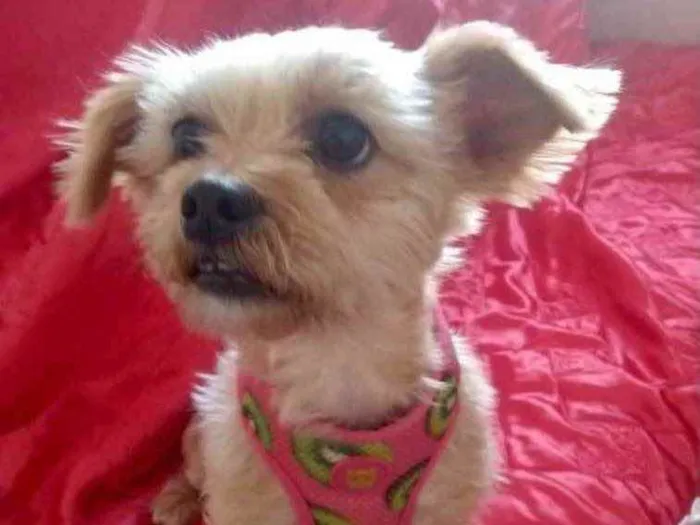 Cachorro ra a Mestiça  idade 2 anos nome Minnie 