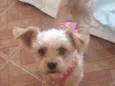 Minnie 