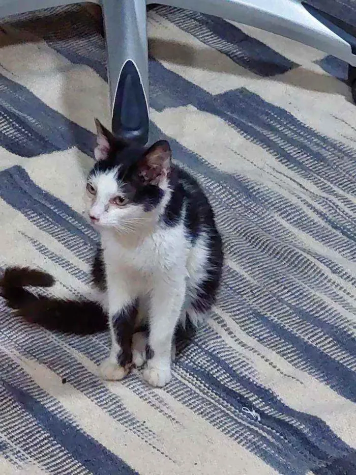 Gato ra a SRD idade 2 a 6 meses nome Mozart
