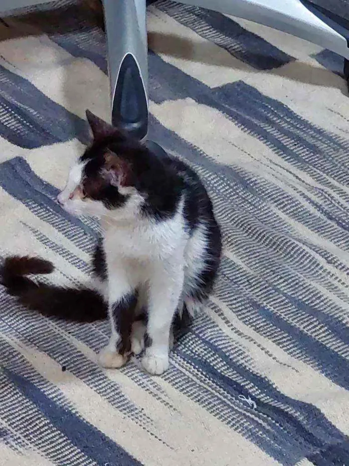 Gato ra a SRD idade 2 a 6 meses nome Mozart