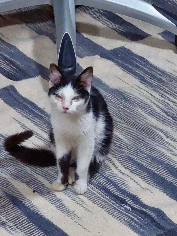 Gato ra a SRD idade 2 a 6 meses nome Mozart