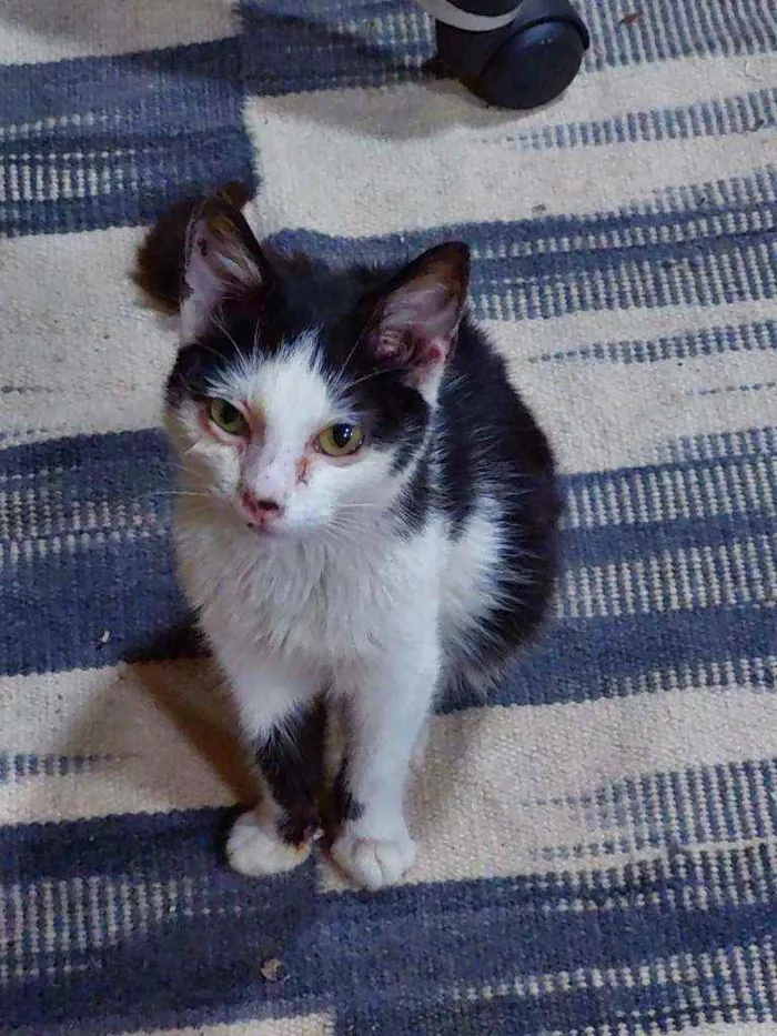 Gato ra a SRD idade 2 a 6 meses nome Mozart
