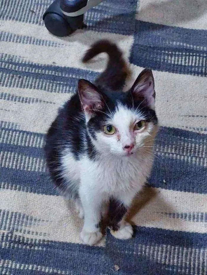Gato ra a SRD idade 2 a 6 meses nome Mozart