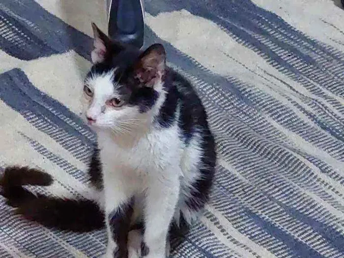 Gato ra a SRD idade 2 a 6 meses nome Mozart