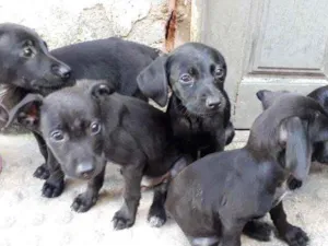 Cachorro raça Vira lata idade Abaixo de 2 meses nome Sem nome 