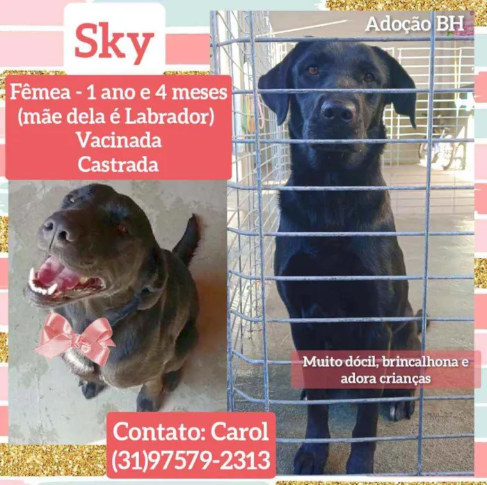 Cachorro raça Srd idade 1 ano nome Sky