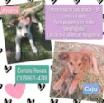Amora e Caju