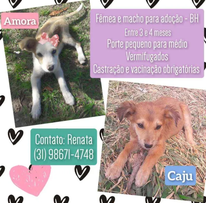 Cachorro raça Srd idade 2 a 6 meses nome Amora e Caju