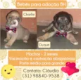 Charlie e Duque