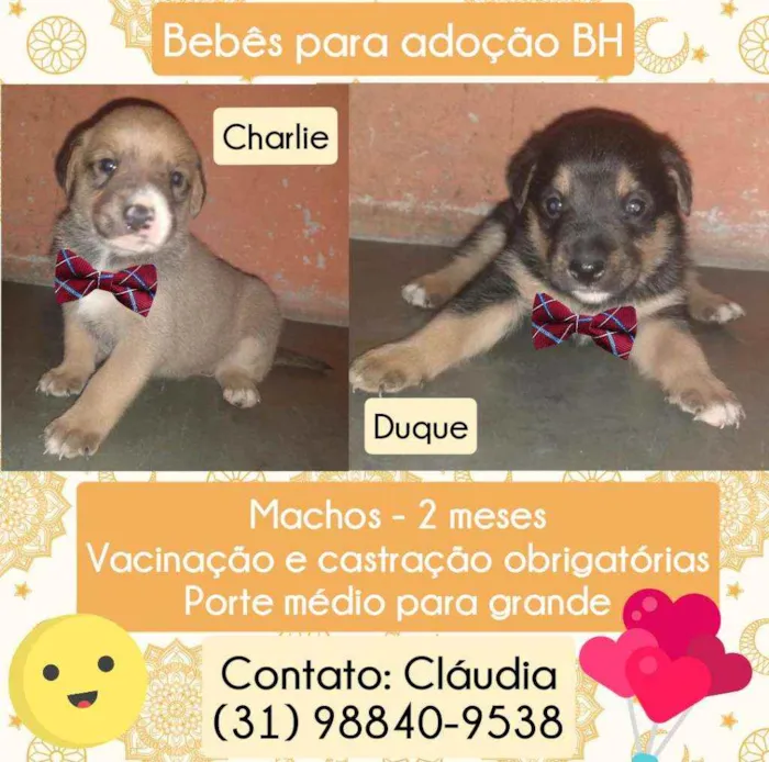Cachorro raça Srd idade Abaixo de 2 meses nome Charlie e Duque
