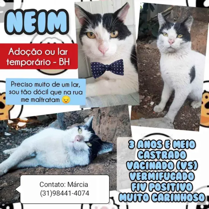 Gato raça Srd idade 3 anos nome Neim