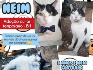 Gato raça Srd idade 3 anos nome Neim
