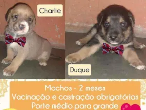 Cachorro raça Srd idade Abaixo de 2 meses nome Charlie e Duque