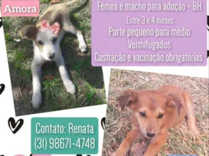 Cachorro raça Srd idade 2 a 6 meses nome Amora e Caju