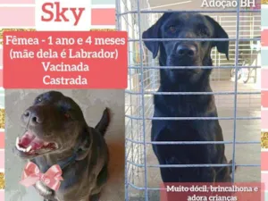 Cachorro raça Srd idade 1 ano nome Sky
