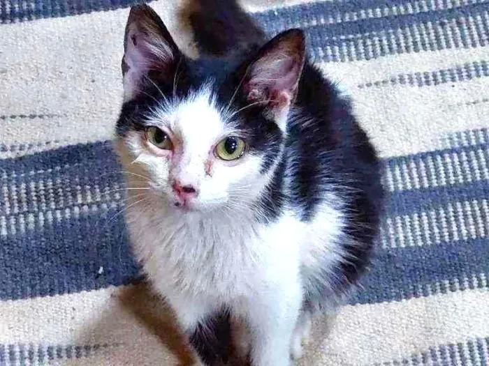 Gato ra a SRD idade 2 a 6 meses nome Mozart