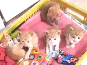 Gato raça  idade 2 a 6 meses nome N tem