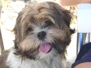 Cachorro raça Shih-tzu idade 2 a 6 meses nome Joaquim