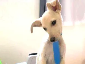 Cachorro raça SRD idade 2 a 6 meses nome Show 