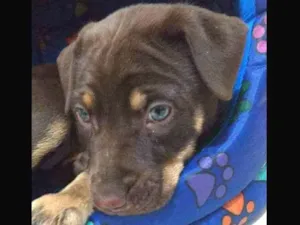 Cachorro raça SRD idade 2 a 6 meses nome Nutella 