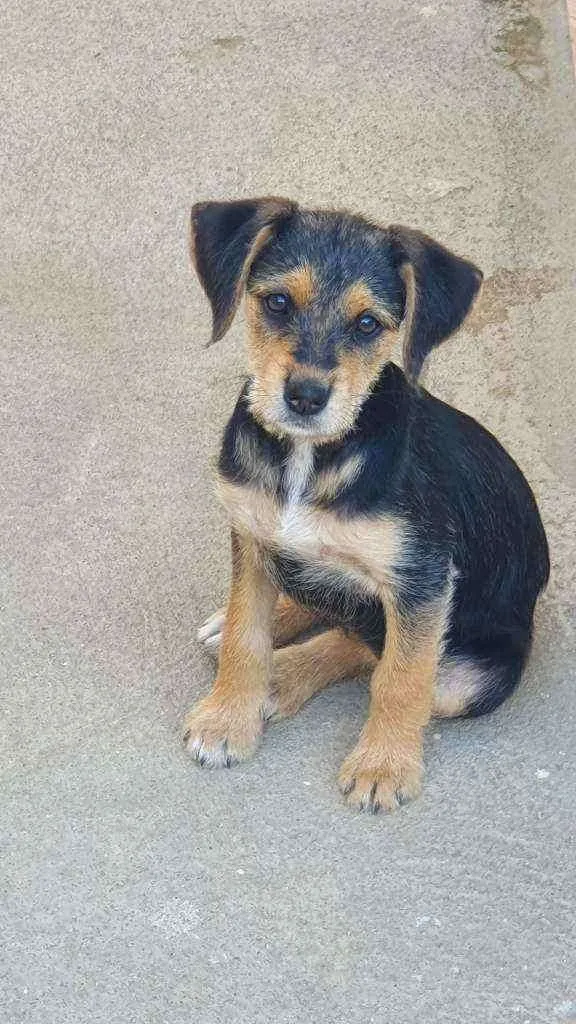Cachorro raça Não definida idade 2 a 6 meses nome Diana