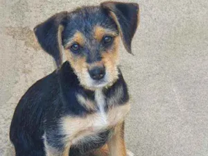 Cachorro raça Não definida idade 2 a 6 meses nome Diana