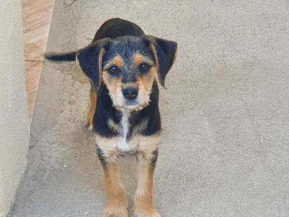 Cachorro raça Não definida idade 2 a 6 meses nome Diana