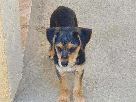 Cachorro raça Não definida idade 2 a 6 meses nome Diana