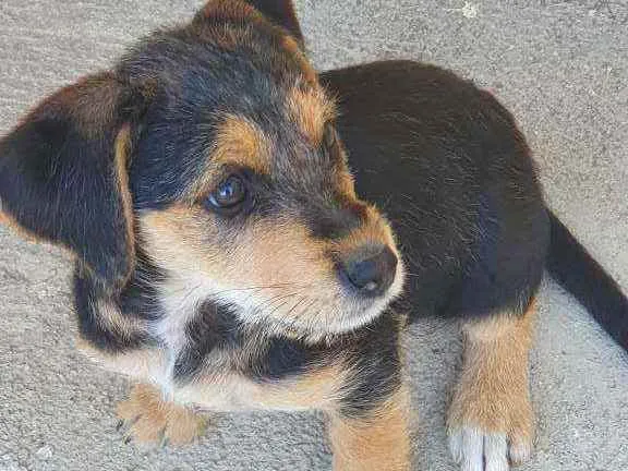 Cachorro raça Não definida idade 2 a 6 meses nome Diana