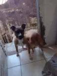 Nala e Bradock