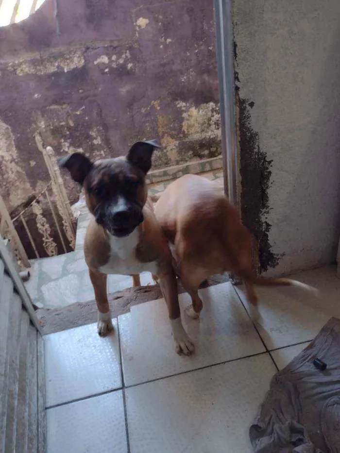 Cachorro ra a Pit Bull idade 1 ano nome Nala e Bradock