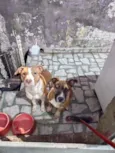 Nala e Bradock