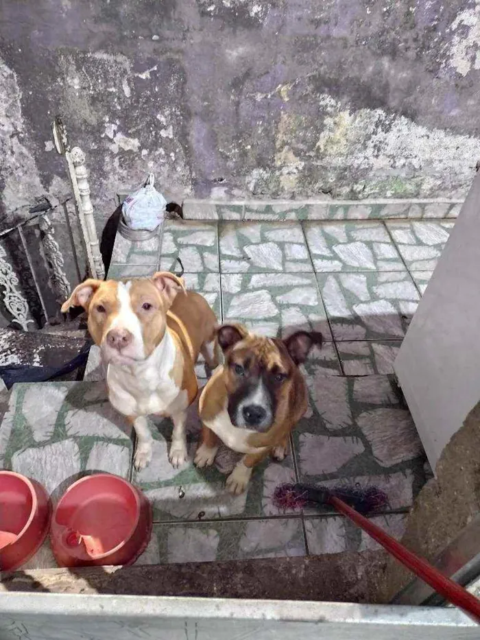 Cachorro ra a Pit Bull idade 1 ano nome Nala e Bradock