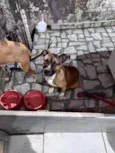Nala e Bradock